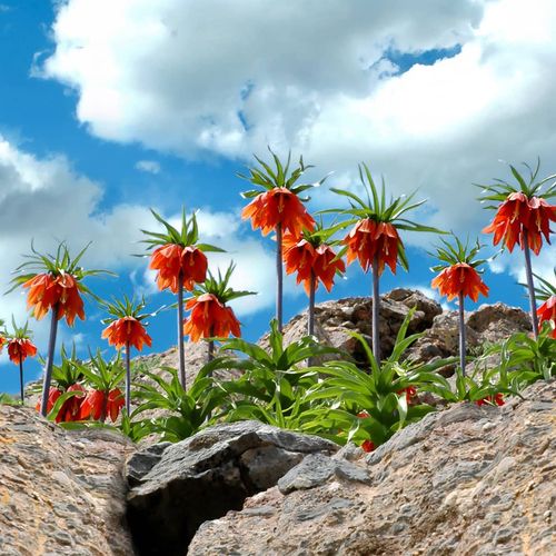 Crown Imperial