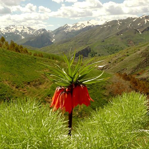 Crown Imperial