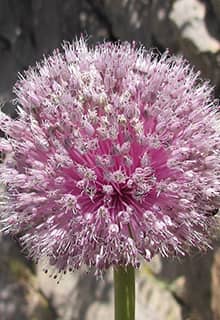 Dağ Sarımsağı (Berg-Knoblauch)