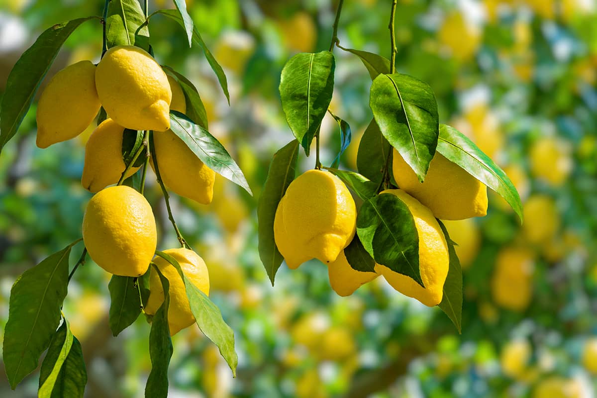 Blog Image - Top Seasonal Fruits to Try in Türkiye