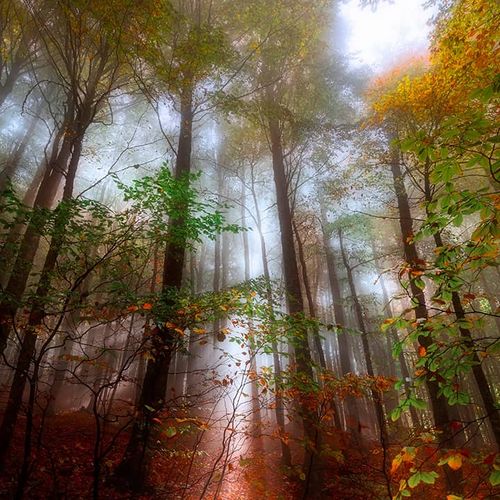 Uludağ National Park