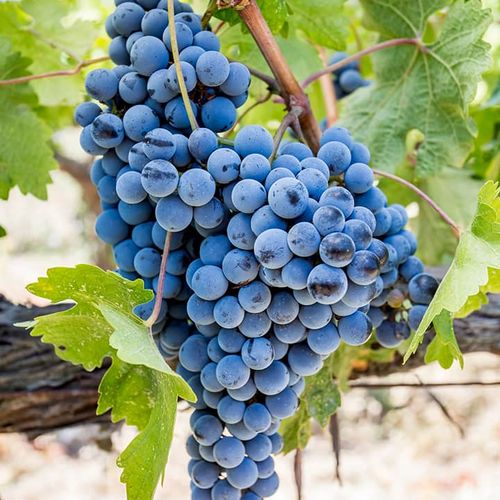 Urla Grape