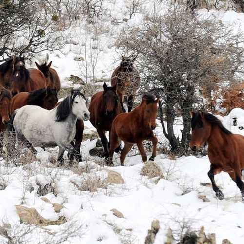 Jade Horses
