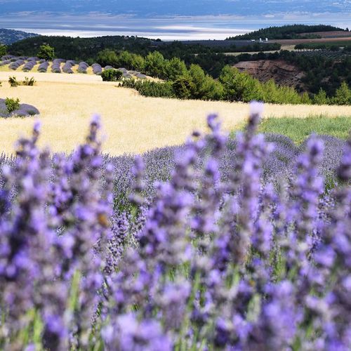 Lavender Gardens