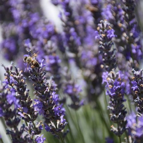 Lavender Gardens