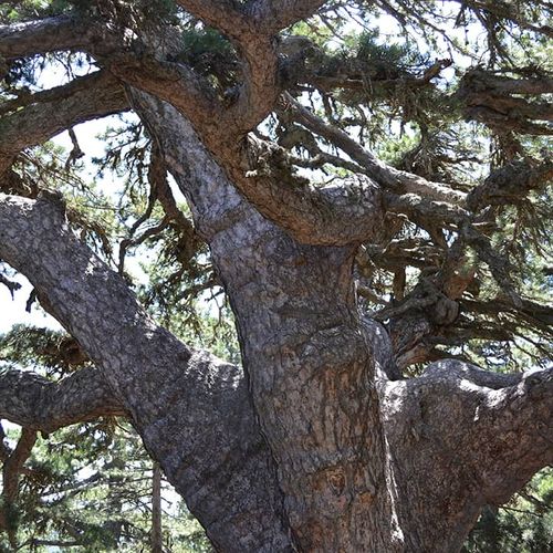 Tepedelen Pine