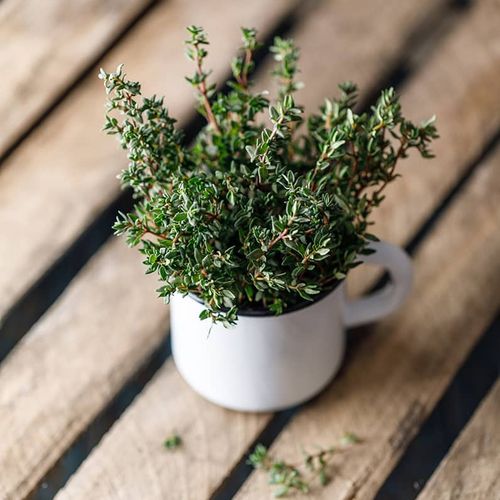 Uşak Thyme