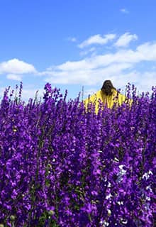 Lavender Gardens