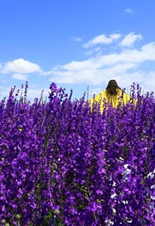 Lavender Gardens