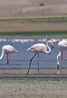 Les Flamants roses