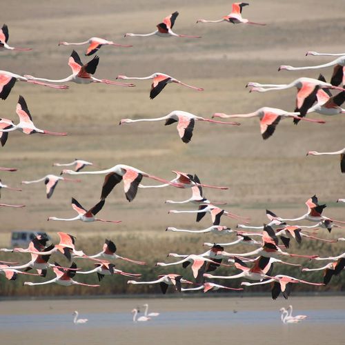 Erçek Lake Bird Sanctuary