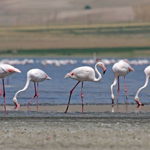 Flamingos