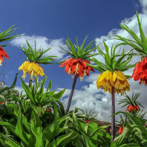 Inverted Tulip