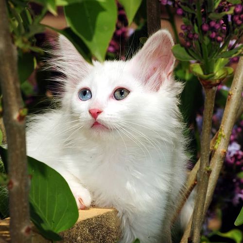Van Cat