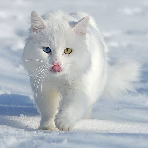 Van Cat