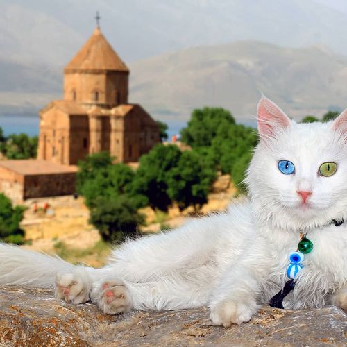 Van Cat
