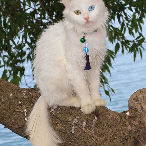 Van Cat