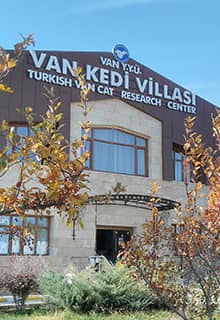Van Kedisi Villası