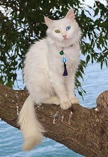 Van Cat