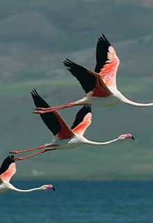Flamingolar (Allı Turnalar)