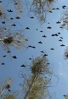 Le Paradis d'oiseaux du Lac d’Erçek
