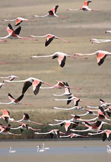 Le Paradis d'oiseaux du Lac d’Erçek
