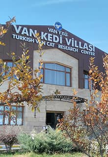 Van Kedisi Villası