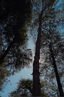 Gallery item 6