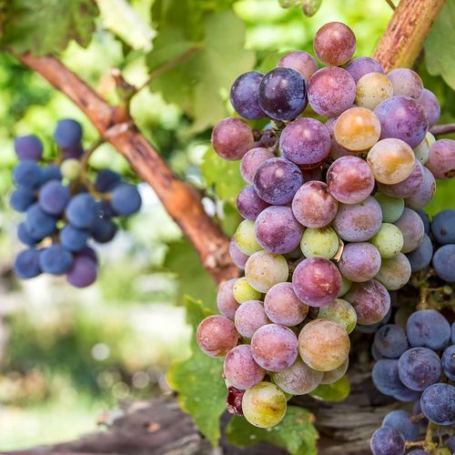 Gallery item 4