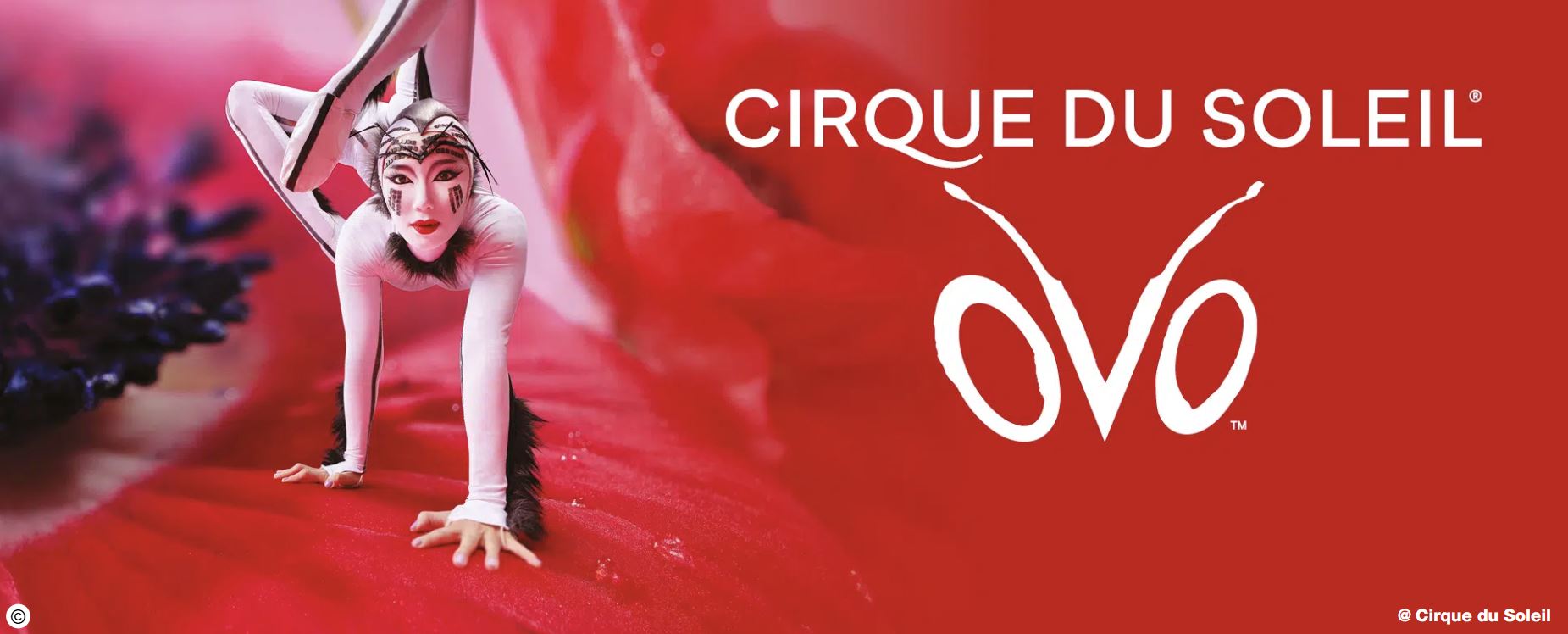OVO - Cirque du Soleil 