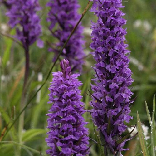 Wild Orchid