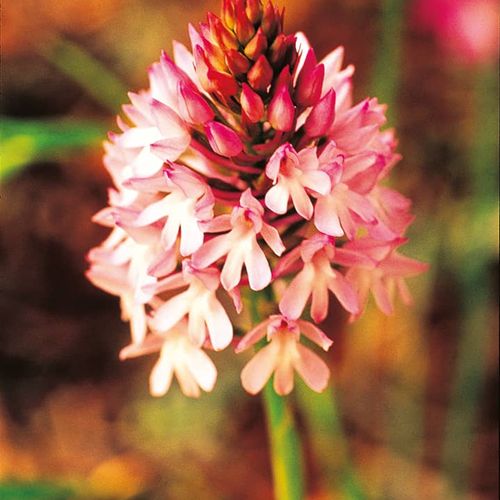 Orchid