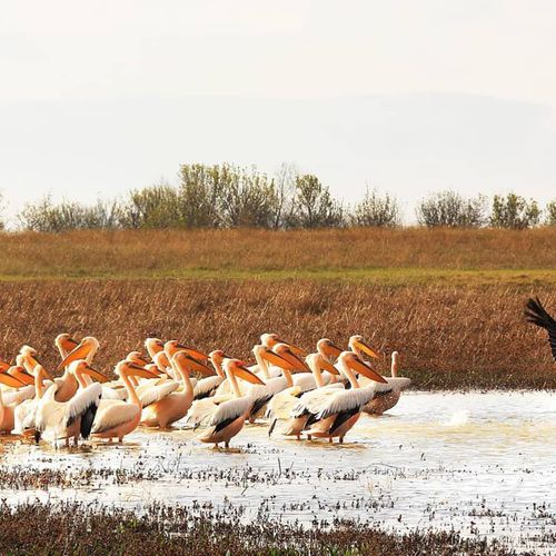 Yedikuğular Kuş Cenneti Yedikır Baraj Gölü