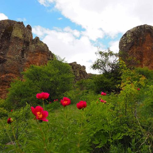 Cehirlik-Tulpe