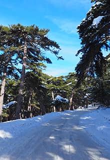 Çamlık-Nationalpark