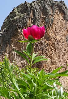 Cehirlik-Tulpe