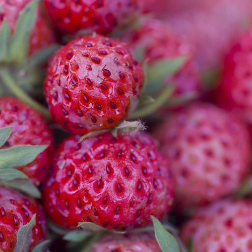 Ottoman Strawberry