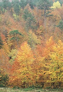 El bosque urbano de Zonguldak